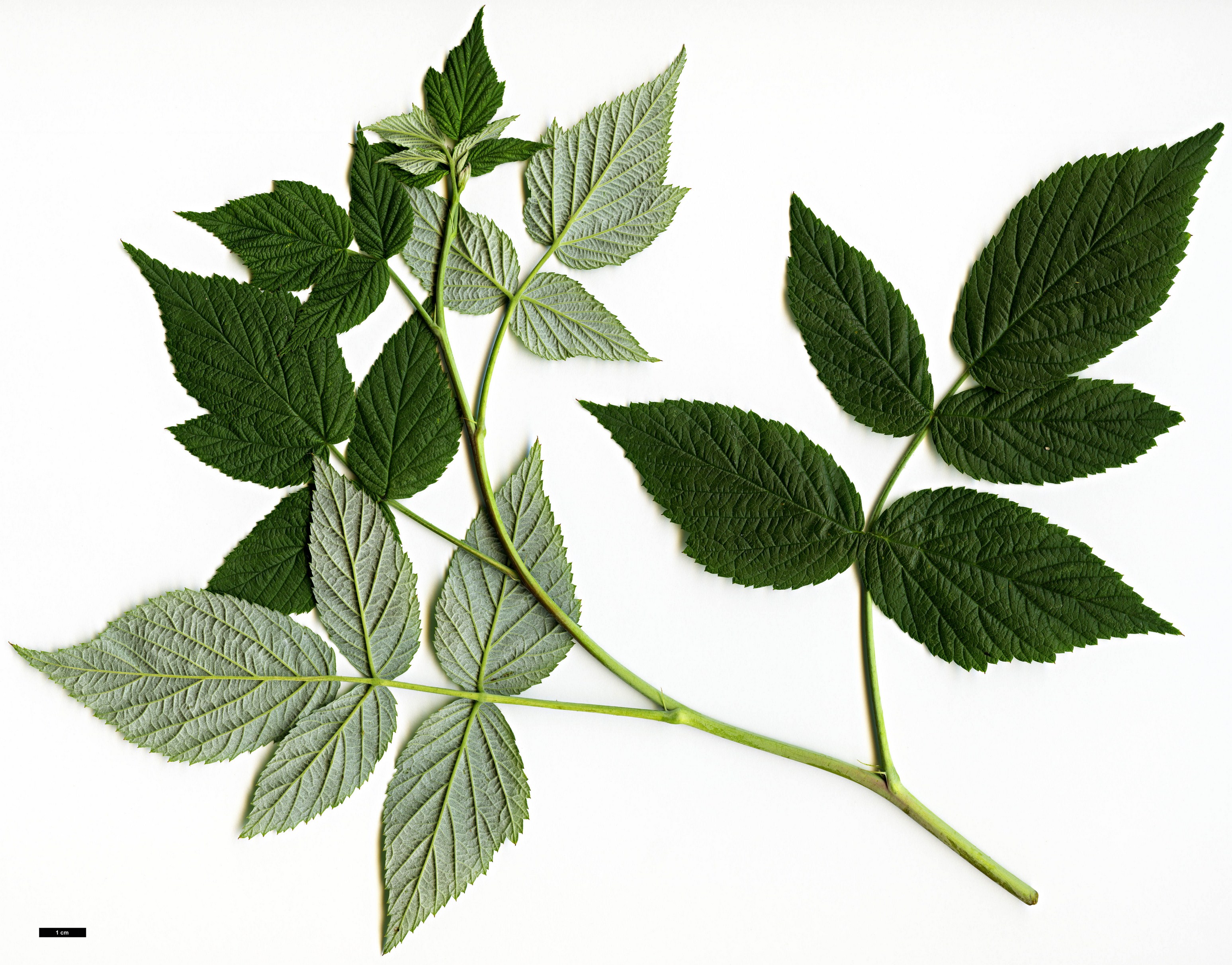 High resolution image: Family: Rosaceae - Genus: Rubus - Taxon: idaeus